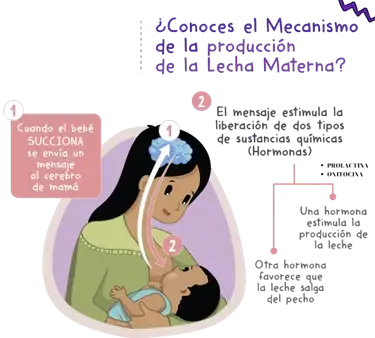 diagrama lactancia